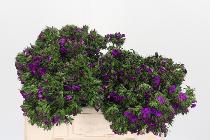 <h4>Di Ba Neon Purple</h4>