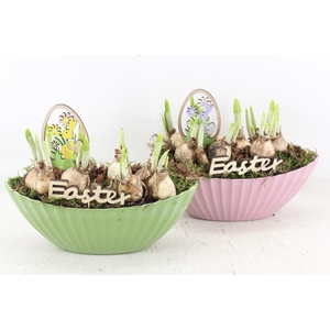 arr4 Narcis JS - Kunstst. kano kl. mix x6