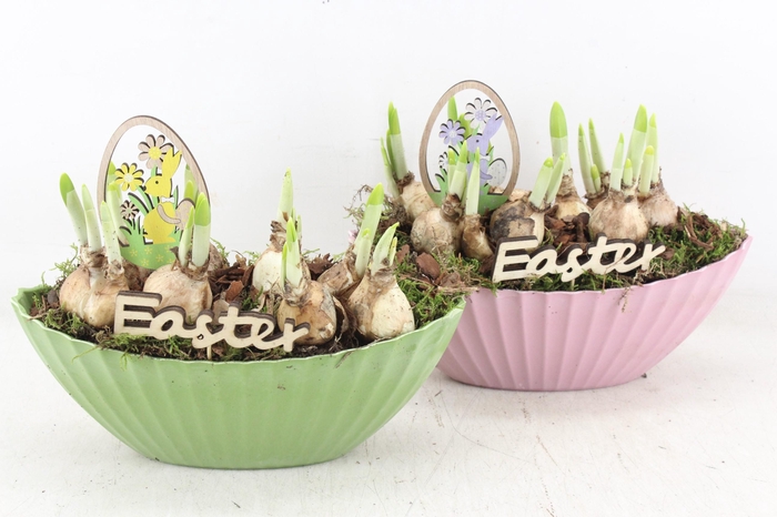 <h4>arr4 Narcis JS - Kunstst. kano kl. mix x6</h4>