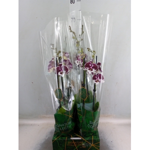Phalaenopsis   ...