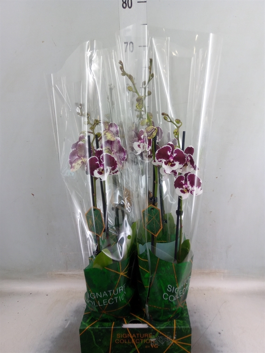 <h4>Phalaenopsis   ...</h4>