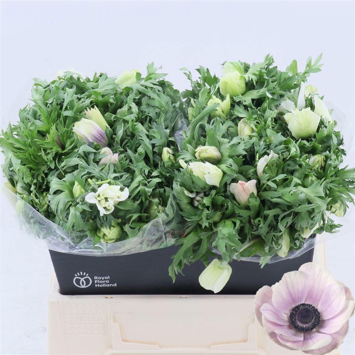 <h4>ANEM CO GALIL PASTEL</h4>