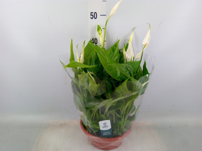 <h4>Spathiphyllum  'Bellini'</h4>