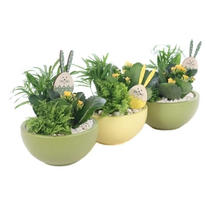 Opgemaakte pasen schaal met 3 x planten en bunny bijsteker