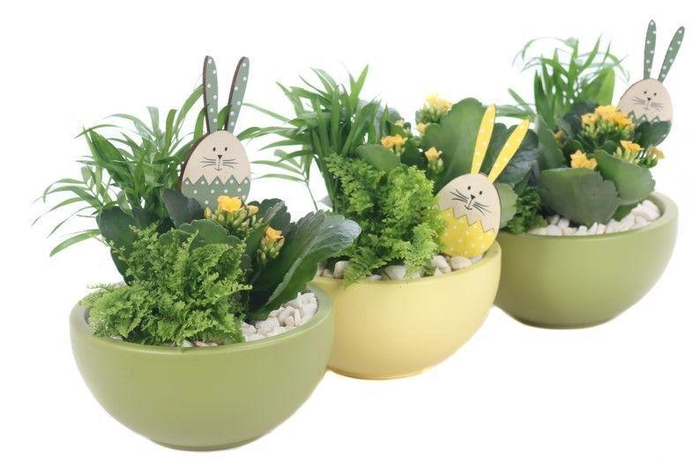 <h4>Opgemaakte pasen schaal met 3 x planten en bunny bijsteker</h4>