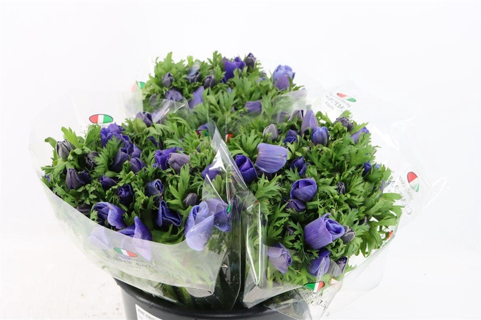 <h4>Anem Mistral Blue</h4>