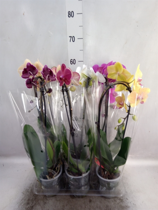 <h4>Phalaenopsis  'Elegant Cascade'</h4>