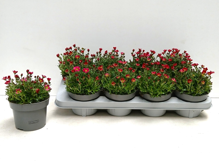 <h4>SAXIF AR MARTO RED</h4>