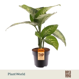 Dieffenbachia Tropic Snow