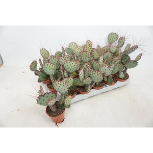 OPUNTIA