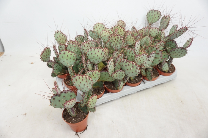 <h4>OPUNTIA</h4>