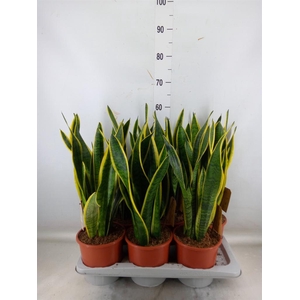Sansevieria trifa. 'Laurentii'