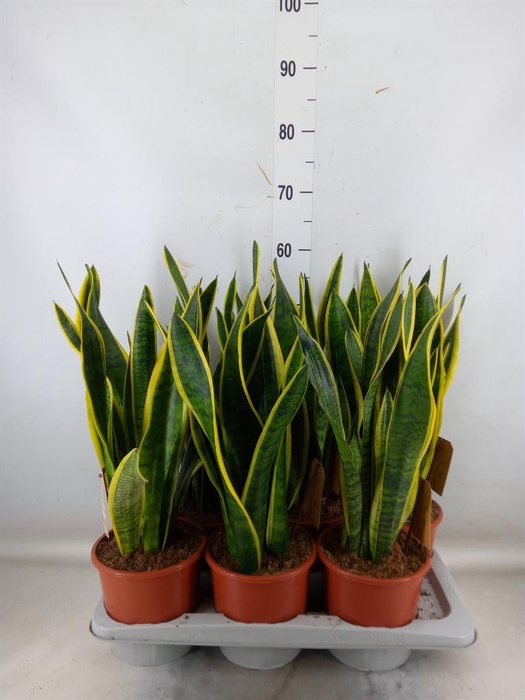 <h4>Sansevieria trifa. 'Laurentii'</h4>