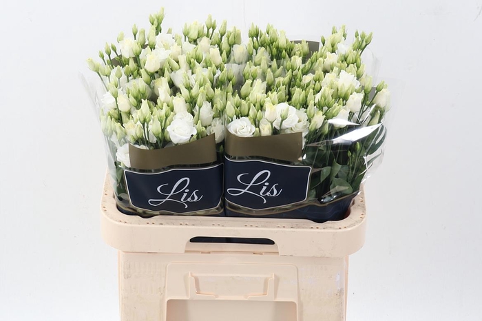 <h4>Eus G Rosi White</h4>