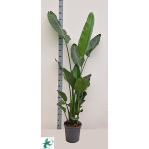 STRELITZIA ALBA