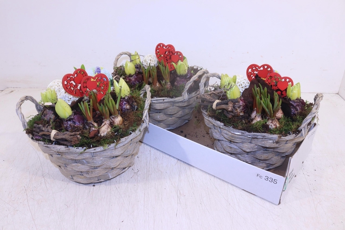 <h4>ARR BOL KNOLGEWAS</h4>