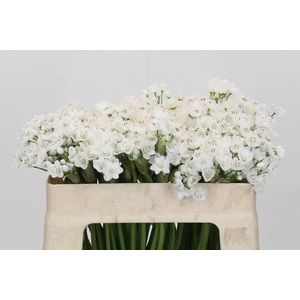 Allium neapolitanum 'Flocon'