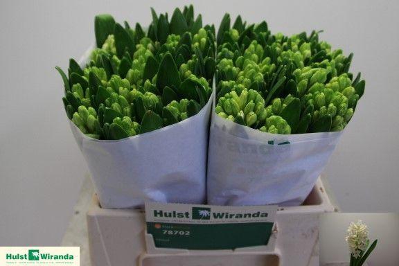 <h4>HYAC ANTARCTICA</h4>