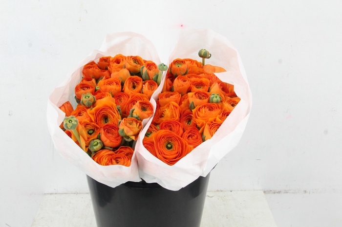 <h4>RAN SUCCES ORANGE</h4>