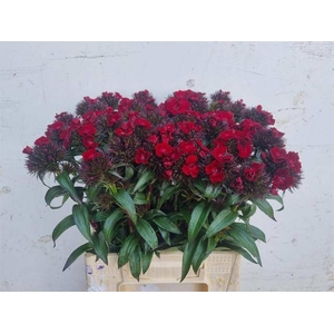 DI BARB B DIEP ROOD