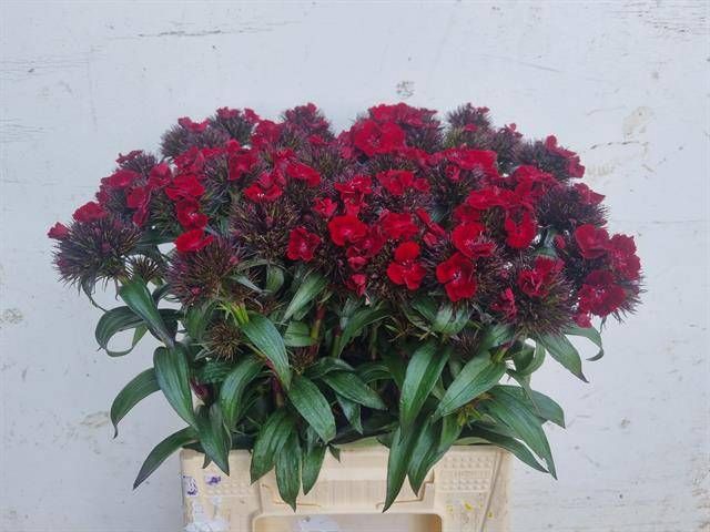 <h4>DI BARB B DIEP ROOD</h4>