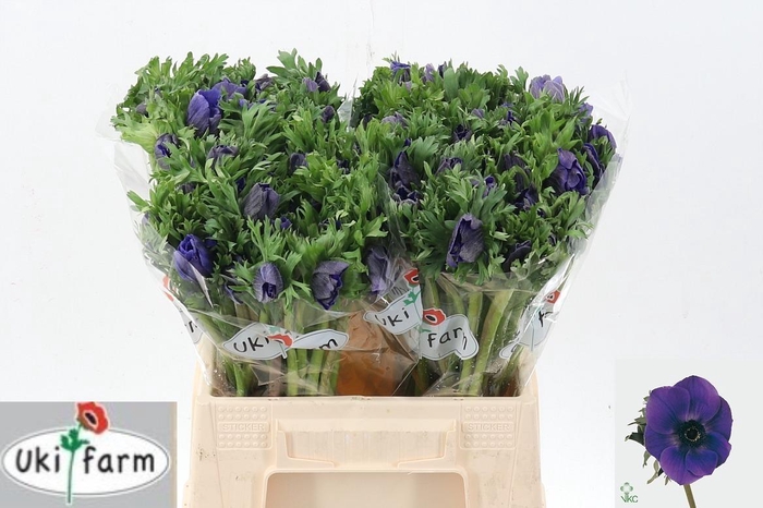 <h4>Anem Gall Blauw</h4>