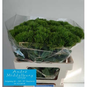 Di Barbatus Green Wicky Andre Middelburg