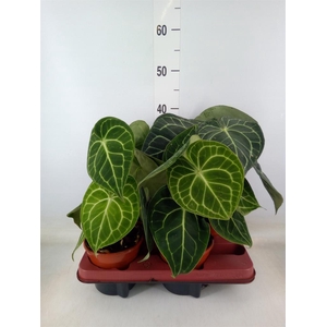 Anthurium clarinervium