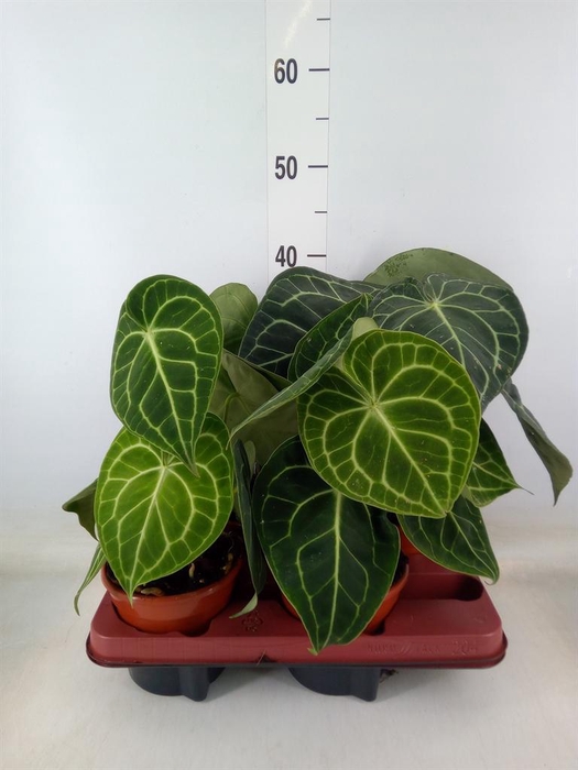 <h4>Anthurium clarinervium</h4>