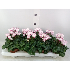 Cyclamen KL 'Metis Victoria'