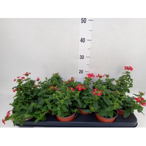 Verbena   ...mix
