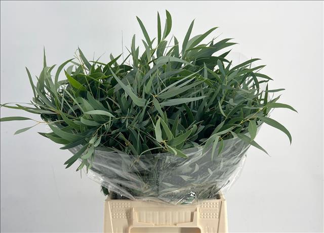 <h4>Euc. Nicholii Short</h4>