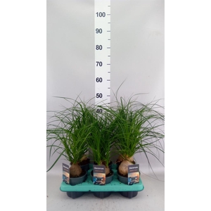 Beaucarnea recurvata