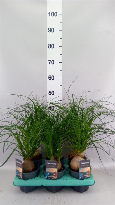 <h4>Beaucarnea recurvata</h4>