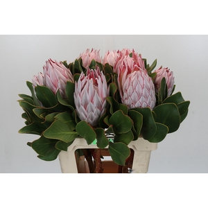 Protea Cynaroides