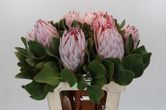 <h4>Protea Cynaroides</h4>