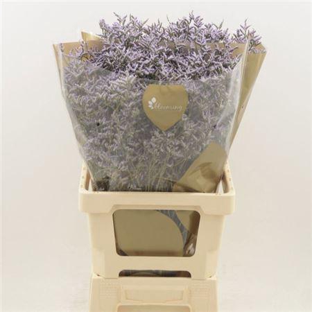 <h4>Lim Safora Lilac</h4>