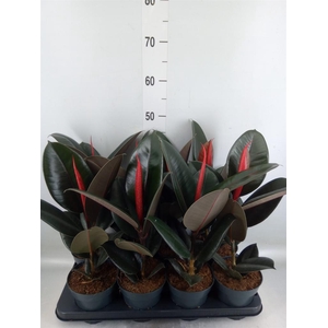 Ficus elastica 'Abidjan'