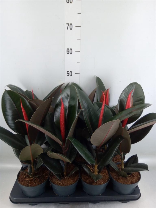 <h4>Ficus elastica 'Abidjan'</h4>
