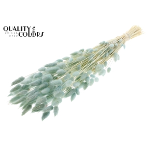 Lagurus Premium per bunch Bleached Light Blue