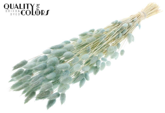 Lagurus Premium per bunch Bleached Light Blue