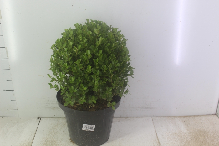 BUXINHO P24