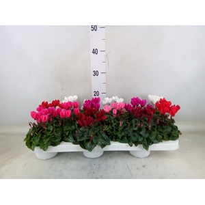 Cyclamen KL 'Verano'