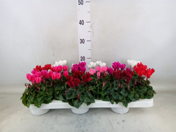 <h4>Cyclamen KL 'Verano'</h4>