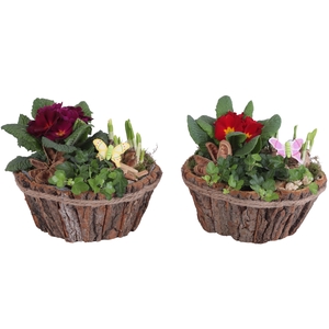 Early Spring Arr. Outdoor Wooden Natural Bark Pot Rope Ø24cm 3PP