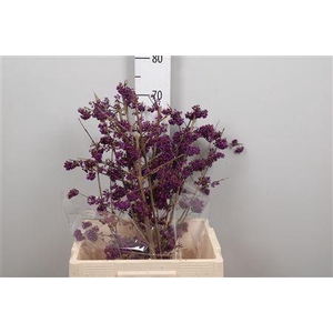 Callicarpa Bo Mag Pu Giant