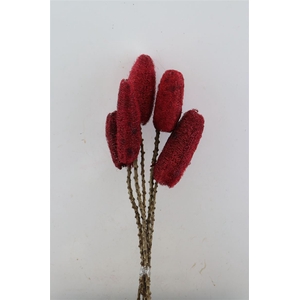 Deco Luffa 5pc Red Bunch Slv