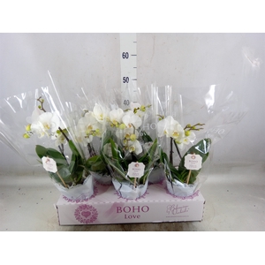 Phalaenopsis   ...white