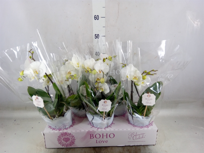 <h4>Phalaenopsis   ...white</h4>