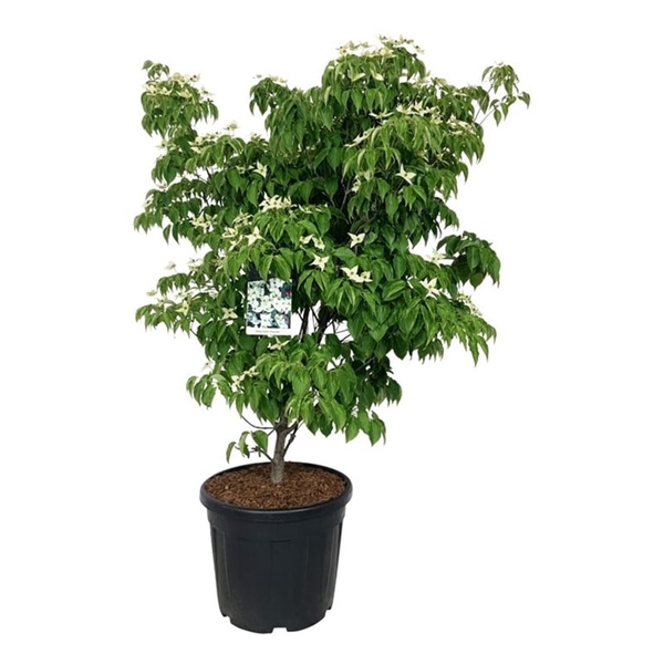 <h4>Cornus kousa 'China Girl'</h4>